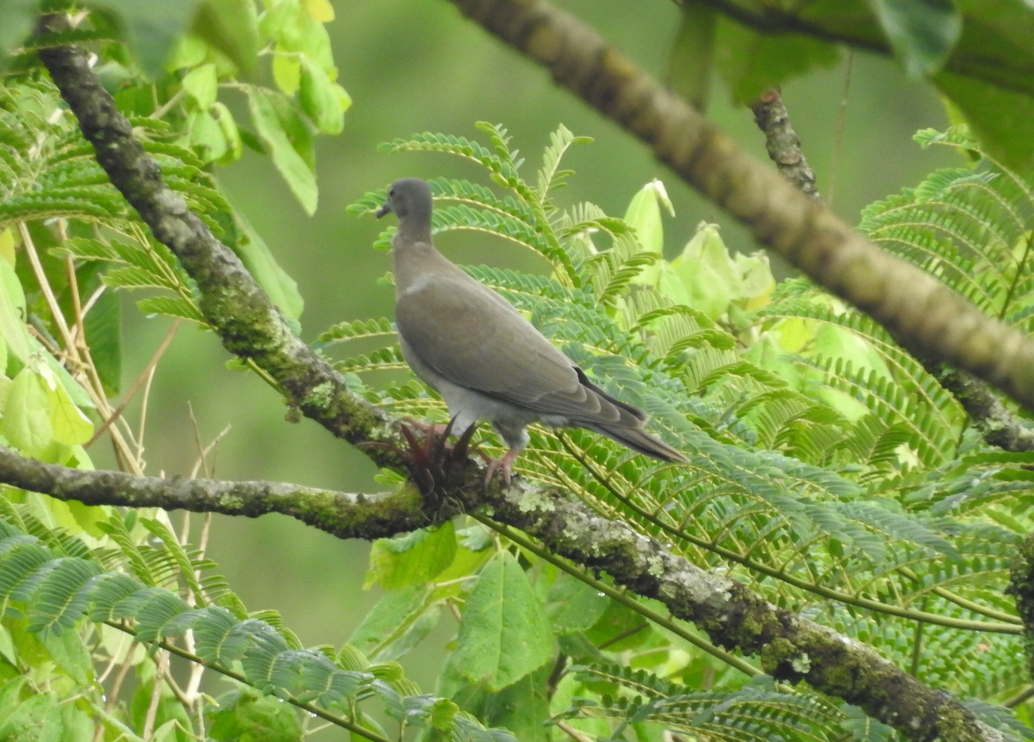 Pale-vented Pigeon (Patagioenas cayennensis), photo 6