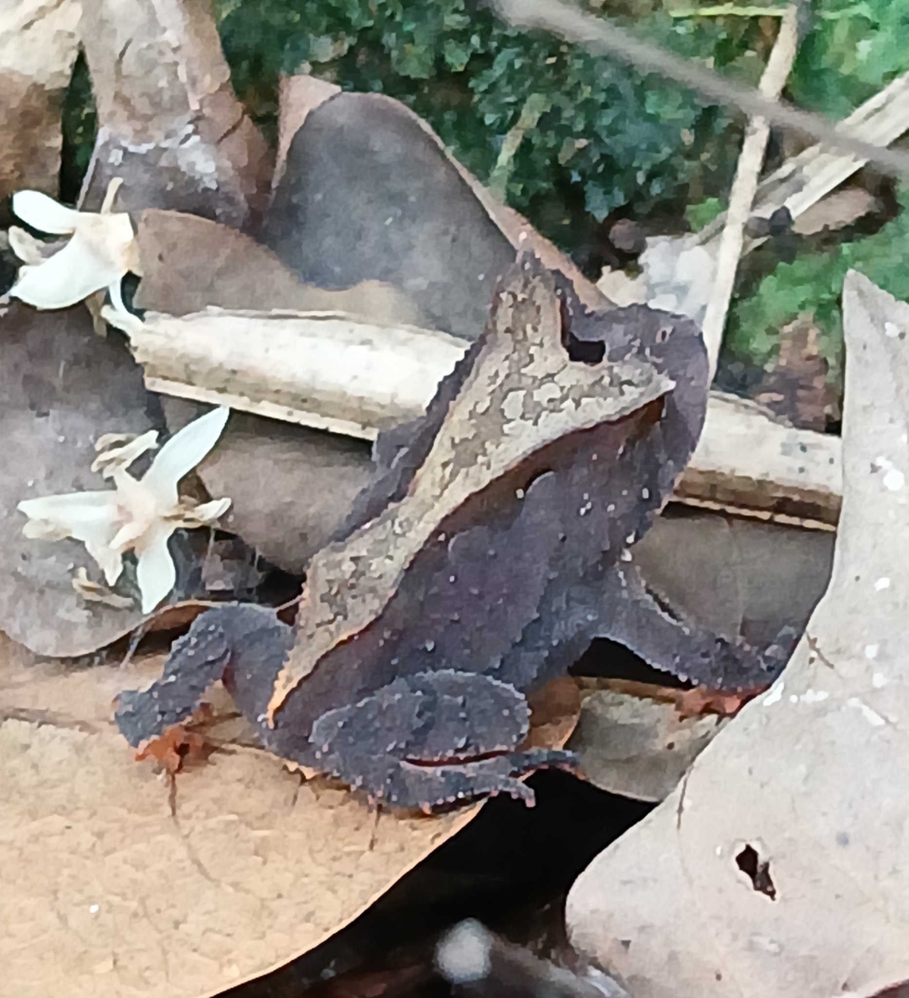 Proceratophrys kaingang