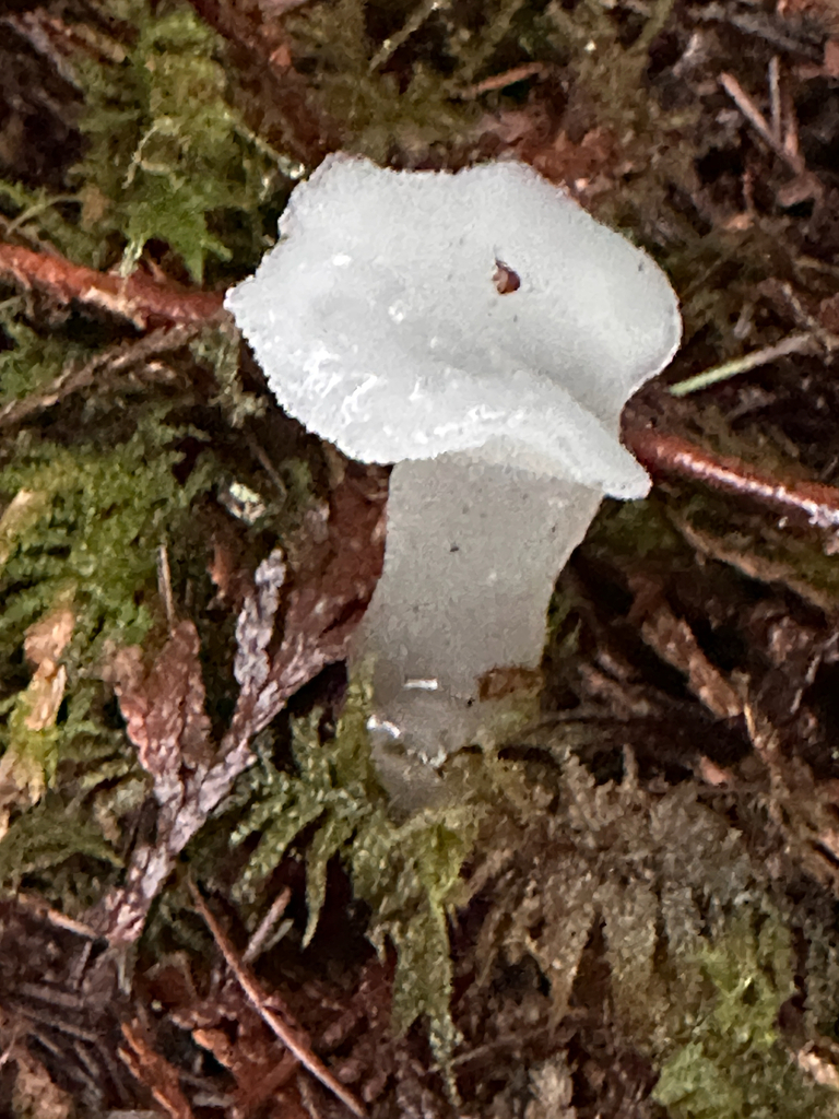 Pseudohydnum gelatinosum · January 2026 · photo: © rachelcole (iNaturalist, cc0)