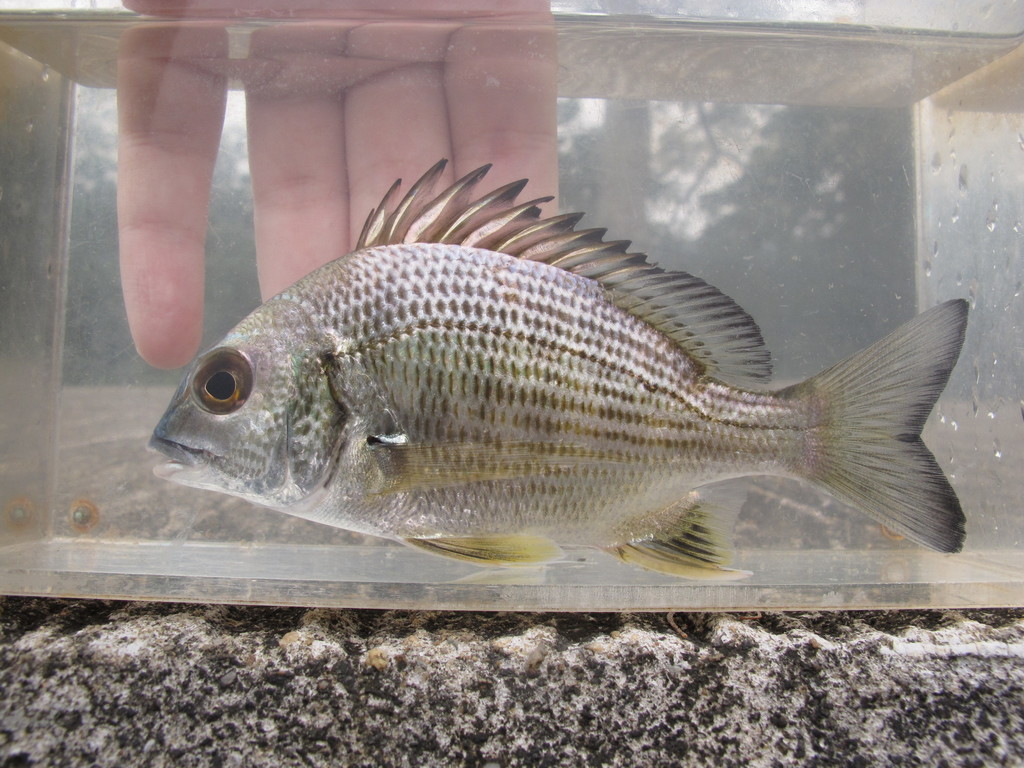 Okinawan Yellow-Fin Seabream