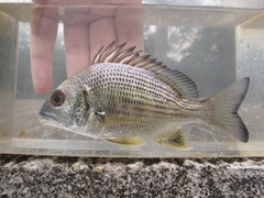 Acanthopagrus chinshira