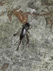 Lepidogryllus parvulus