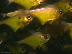 Pempheris affinis