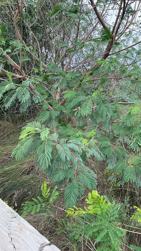 Foto de leucena