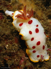 Goniobranchus splendidus