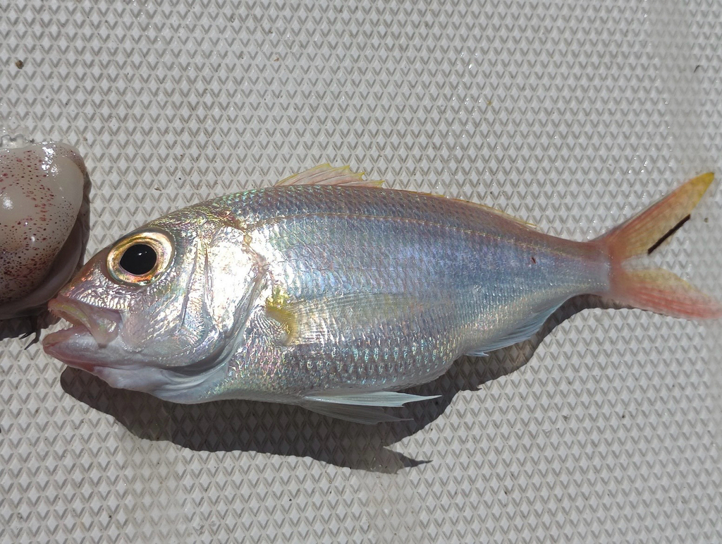 Wenchman-snapper (Pristipomoides aquilonaris) — Lutjanidae