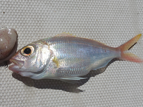 Wenchman (Pristipomoides aquilonaris) — Lutjanidae