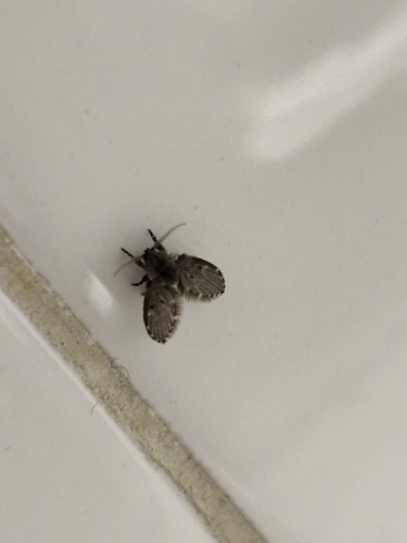 Unknown species found near University of Victoria, Oak Bay, BC, CA