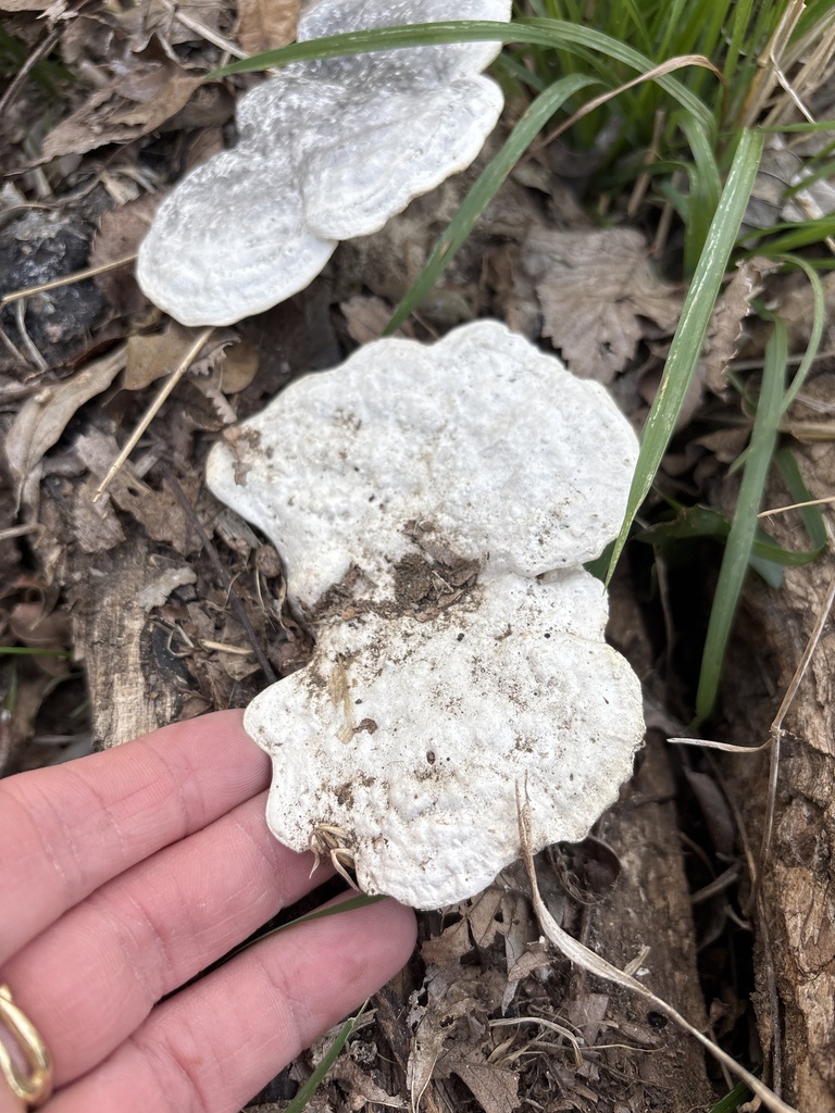 Trametes aesculi · January 2026 · photo: © sambiology (iNaturalist, cc-by)