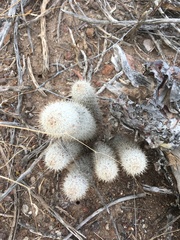 Mammillaria pottsii