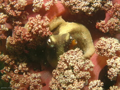 Dendronephthya australis