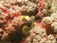 Dendronephthya australis