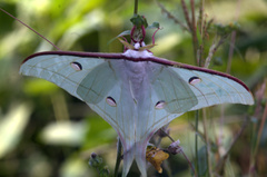 Actias selene