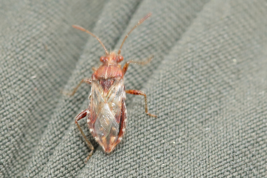 Rhopalus conspersus