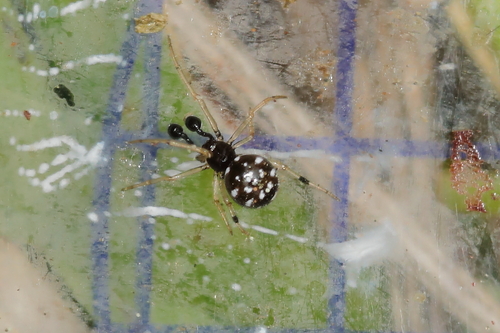 Theridion ponctué
