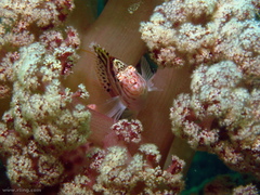 Cirrhitichthys aprinus