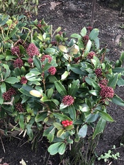 Skimmia