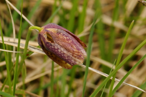 Tube Checkered Lily (Fritillaria tubaeformis)