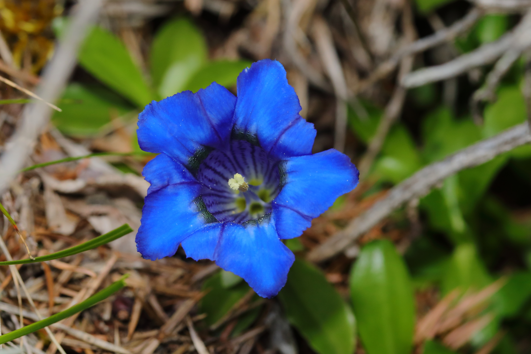 Gentiana ligustica