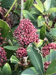 Skimmia