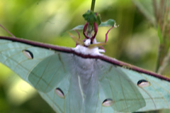 Actias selene