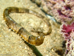 Filicampus tigris