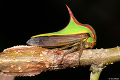 Umbonia ataliba
