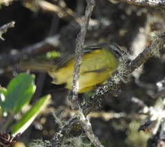 Phyllomyias nigrocapillus