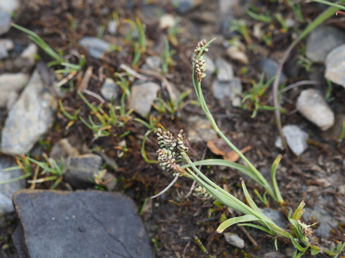 Two-color Sedge (Carex bicolor)