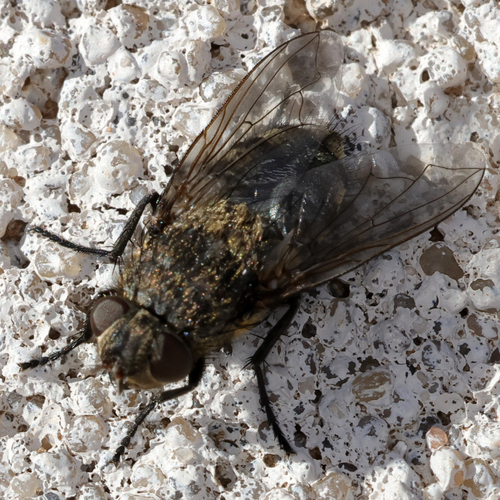 Unknown species found near Lubbock Lake Landmark, Lubbock, TX, USA