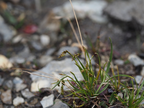 hair-like sedge (Carex capillaris)