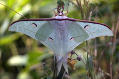 Actias selene