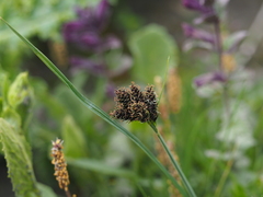 Pirin sedge (Carex pirinensis)