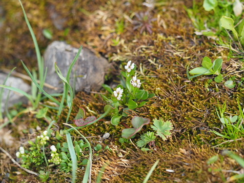 alpine bittercress (Cardamine bellidifolia)