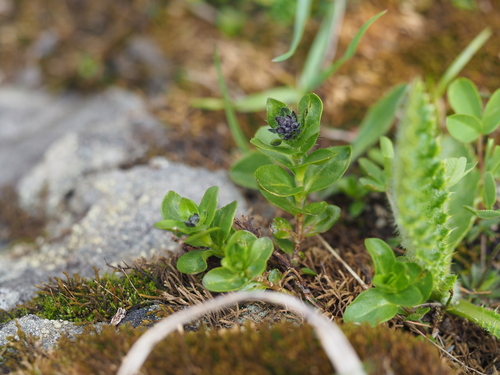 Alpine Speedwell (Veronica alpina)