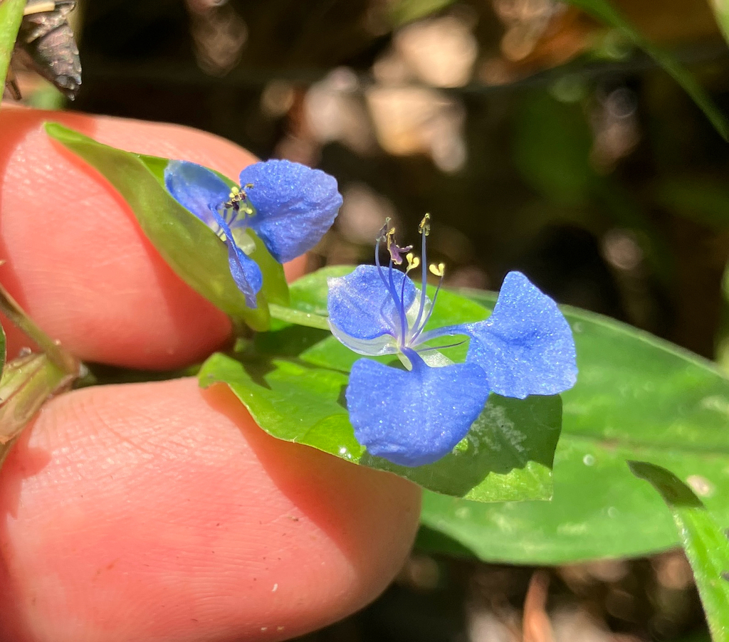 Thài lài trắng – Commelina diffusa