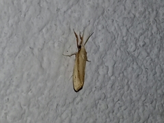 Schoenobiinae