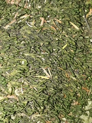 Echinodiopsis umbrosa