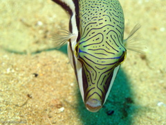 Canthigaster callisterna
