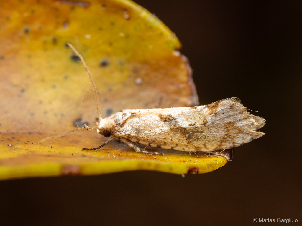 Palaephatus pallidus