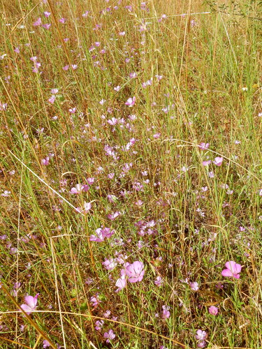 Farewell to Spring (Clarkia amoena)