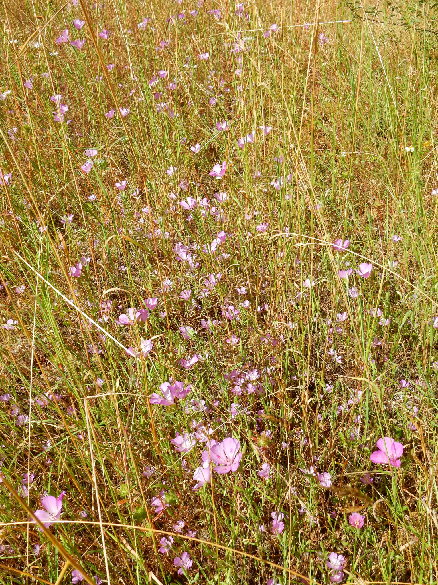 Farewell To Spring (Clarkia amoena)