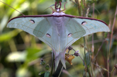 Actias selene