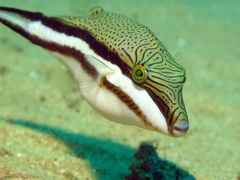 Canthigaster callisterna