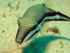 Canthigaster callisterna