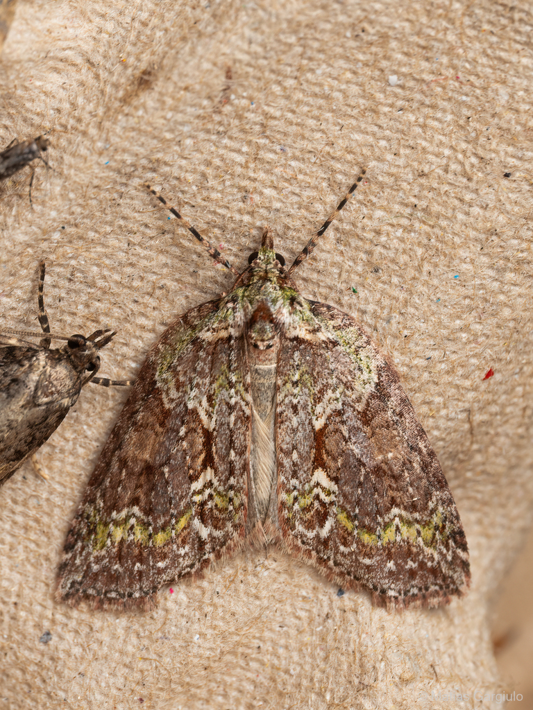 Fueguina varians