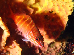 Hypoplectrodes maccullochi