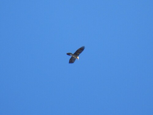 Bearded Vulture (Gypaetus barbatus), photo 4
