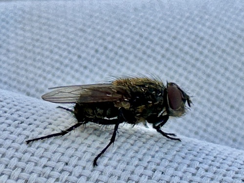 Unknown species found near E Cub Hunt Ln, West Chester, PA, US