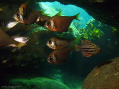Pempheris compressa
